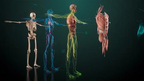 Human body anatomy exploded view Stock Footage 241825141