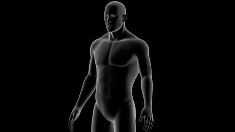 Human Body Anatomy Stock Footage 106345950