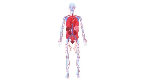 Human Anatomy Flat Stock Footage ~ Royalty Free Stock Videos | Pond5