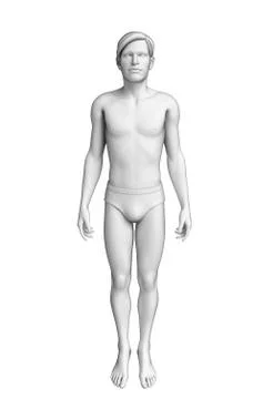 Human body anatomy Stock Illustration
