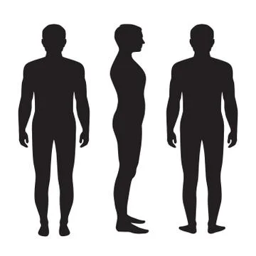 Human body anatomy, Stock Illustration