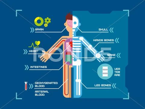 Human Body Anatomy Infographic Flat Design on Blue Background Stock Illustration
