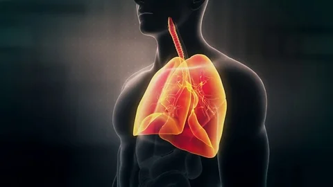 Human Body Anatomy scan showing the male Lungs. Respiratory System Stock Footage
