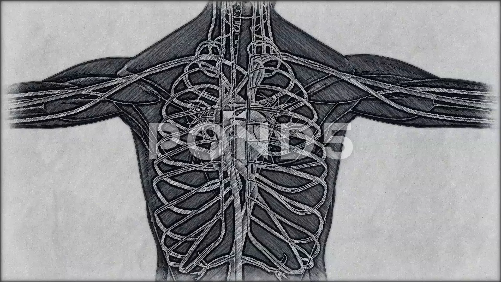 human body medical sketch