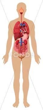 Human body and different organs Stock Illustration