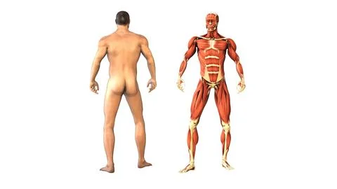 Human body and muscles with loopable rotation Stock-Illustration