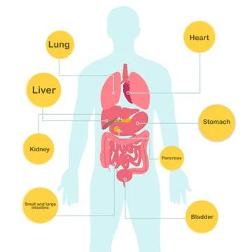Human body and organs with description in vector image Stock Illustration