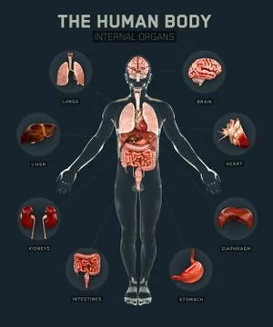 Human body and organs diagram stock illustration Stock Illustration