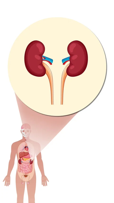 Human Body Animation Highlighting Kidney Anatomy and Function 動画素材 313655034