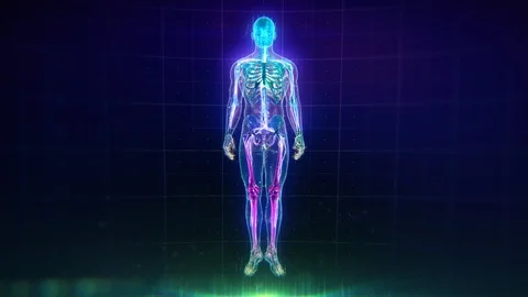 Human Body animation showing veins, bones, organs and skin. Plexus. Stock Footage