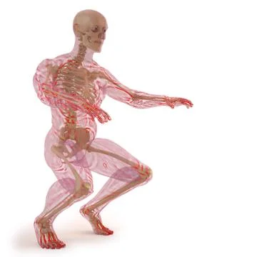 Human body bone 08 Stock Illustration