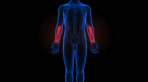 Human Body Bone Joint Pains Anatomy Stock Footage 68979794