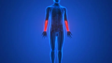 Human Body Bone Joint Pains Anatomy (Hand Joints) Stock Footage 68979925