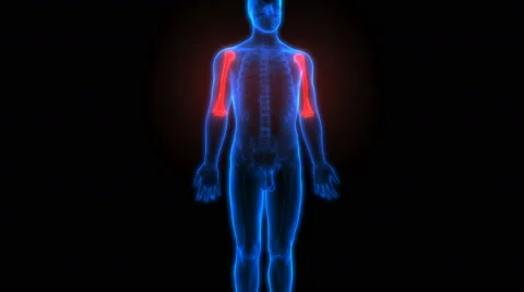 Human Body Bone Joint Pains Anatomy (Humerus) Stock Footage 68979984