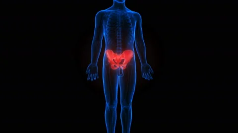 Human Body Bone Joint Pains Anatomy (Hip Bone) Stock Footage 68980594