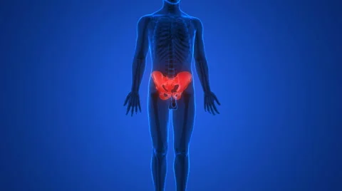 Human Body Bone Joint Pains Anatomy (Hip Bone) 库存影片 68980669