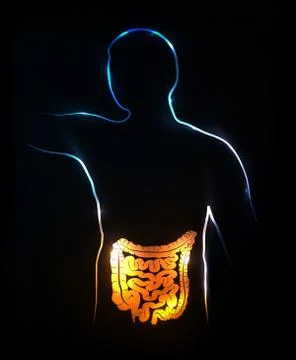 Human body- bowels Stock Illustration