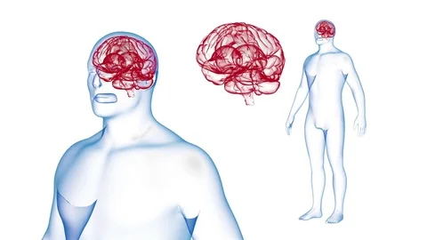 Human Body Brain X-ray effects Loop Rotation. 3d render Vídeos de archivo 71785960