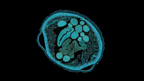 Human body cells under a scientific microscope animation Video stock 106267070