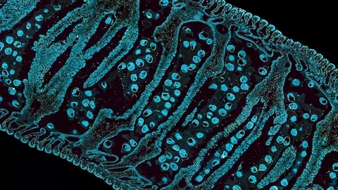 human body cells under a scientific micr... | Stock Video | Pond5