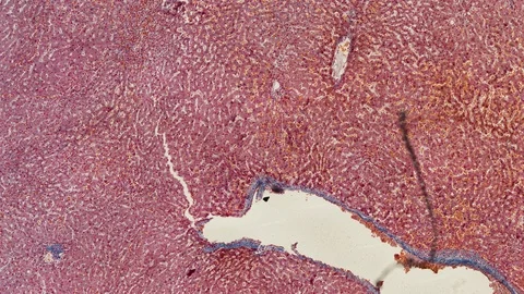 Human body cells under a scientific microscope animation Video stock 106483696