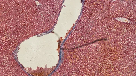 Human body cells under a scientific microscope animation Video stock 106511590
