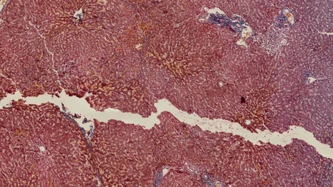 Human body cells under a scientific microscope animation Video stock 106530488