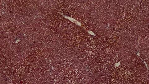 Human body cells under a scientific microscope animation Video stock 106561006