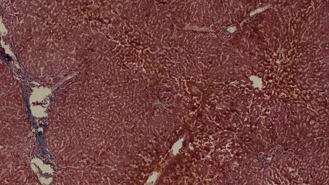 Human body cells under a scientific microscope animation Video stock 106679223