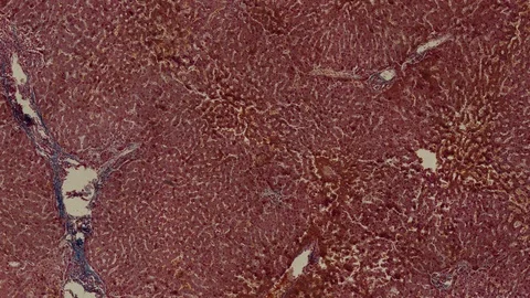 Human body cells under a scientific microscope animation Video stock 106684516