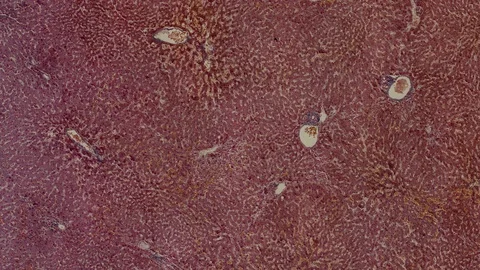 Human body cells under a scientific microscope animation Video stock 106713343