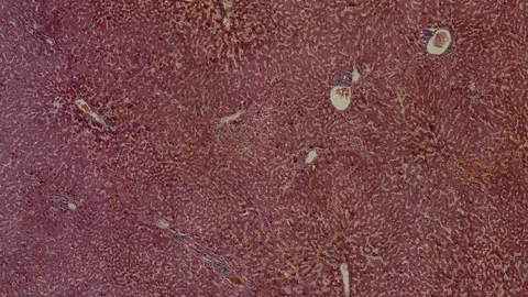 Human body cells under a scientific microscope animation Video stock 106729388