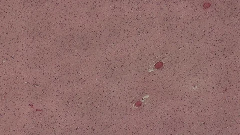 Human body cells under a scientific microscope animation Video stock 106766508