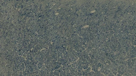 Human body cells under a scientific microscope animation Video stock 106803439