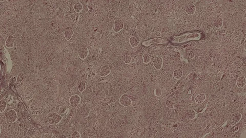 Human body cells under a scientific microscope animation Video stock 106810238