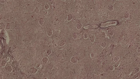 Human body cells under a scientific microscope animation Video stock 106816888