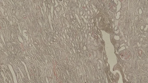 Human body cells under a scientific microscope animation Video stock 106915460
