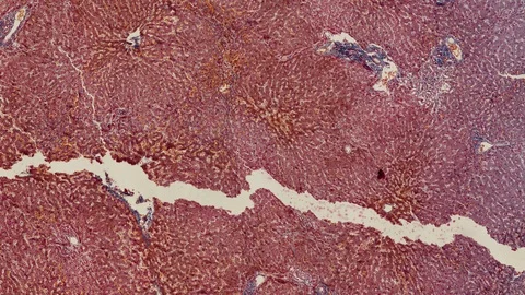 Human body cells under a scientific microscope animation Video stock 106943982