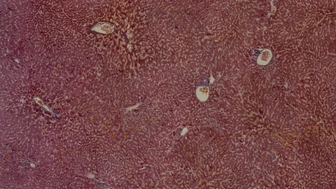 Human body cells under a scientific microscope animation Video stock 106972376