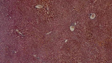 Human body cells under a scientific microscope animation Video stock 106979311