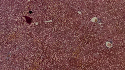 Human body cells under a scientific microscope animation Video stock 106992482