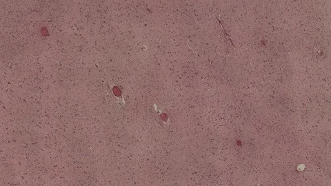 Human body cells under a scientific microscope animation Video stock 107015503