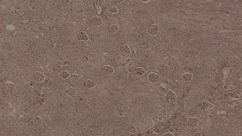 Human body cells under a scientific microscope animation Video stock 107070525