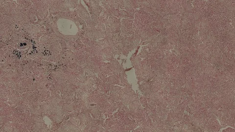 Human body cells under a scientific microscope animation Video stock 107073734