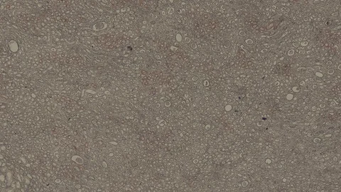 Human body cells under a scientific microscope animation Video stock 107120008