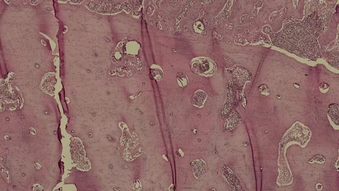 Human body cells under a scientific microscope animation Video stock 107346231