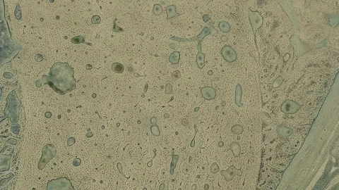 Human body cells under a scientific microscope animation Video stock 107358392
