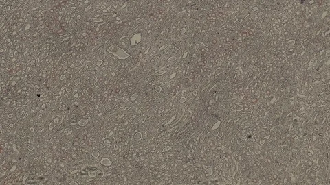 Human body cells under a scientific microscope animation Video stock 107396287
