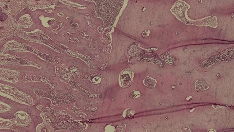 Human body cells under a scientific microscope animation Video stock 107405224
