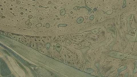 Human body cells under a scientific microscope animation Video stock 107463447